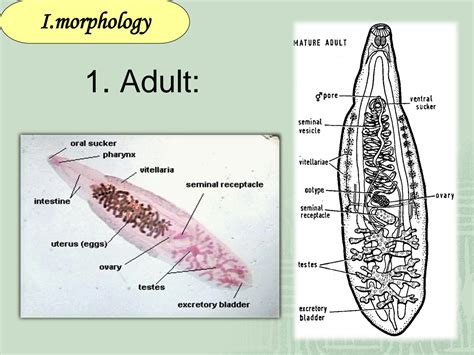  Clonorchis Sinensis:  A Tiny Trematode That Craves Your Bile!