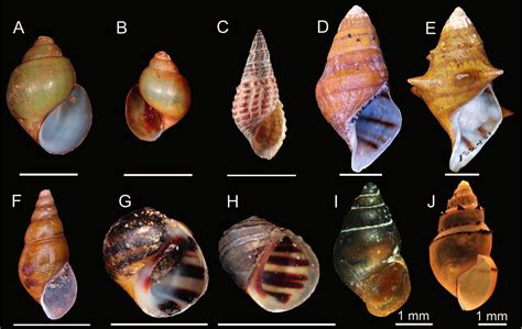  Elimia! Discover the Enigmatic Beauty of These Freshwater Gastropod Shells