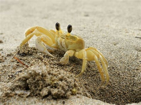  Ghost Crab โครงกระดูกที่โผล่พ้นทราย! สัตว์ที่ชญี่และตัวแบนในมหาสมุทร