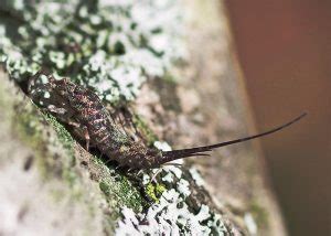  Jumping Bristletails: Crawling Critters With Ancestral Roots!