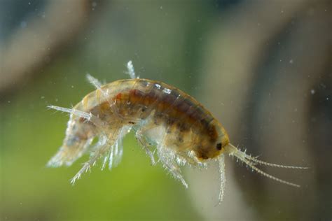  Neomysis!  A Tiny Crustacean That Swims Like It's Got Jet Engines Strapped To Its Back