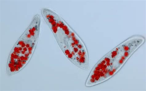  Paramecium!  A Tiny but Mighty Predator With Cilia That Dance and Devour