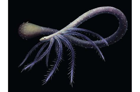  Quenstedtiidae!  A Wonderfully Strange Tube-Dwelling Creature with an Unforgettable Lifestyle