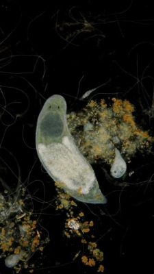  Quirking Queensland Flatworm:  An Astonishingly Tiny Predator Lurking in Freshwater Ecosystems!