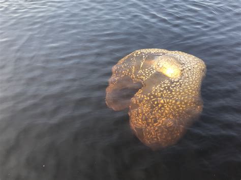  Reticulomyxa: Can This Gelatinous Blob Actually Eat With Its Entire Body?!