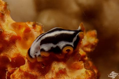  Rhynchodemus!  A Tiny Marine Flatworm With An Appetite For Anything It Can Find