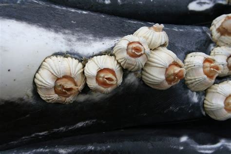  Barnacle! A Creature That Sticks To Its Beliefs (And Rocks!), Discovering the Amazing Life of This Crustacean