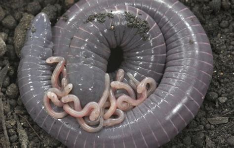  Caecilian:  A Slithery Master of Subterranean Secrets, Hiding its Smooth Skin Beneath the Earth!