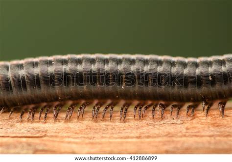  Centipede! A Crawling Predator That Wields a Hundred Legs