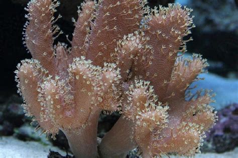  Devil's Finger Sponge! A Unique Demospongiae Species With Striking Spicules That Will Leave You Amazed