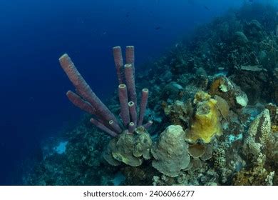  Discospongia! The Enigmatic Sponge That Thrives on Deep-Sea Reefs and Exudes a Colorful Glow