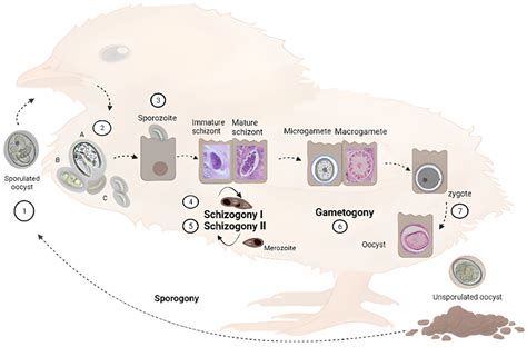  Eimeria: A Tiny Parasite That Packs a Punch – Unveiling the Complex Lifecycle of This Microscopic Marvel!