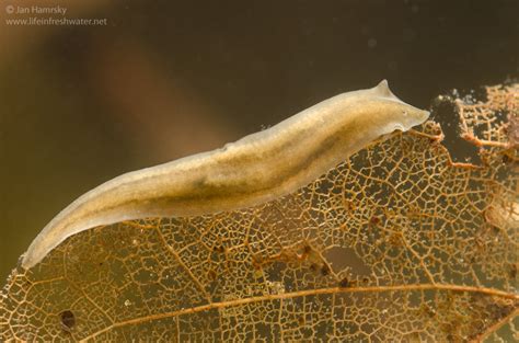  Ingeriana!  This Tiny Flatworm Packs a Punch as a Bottom-Dwelling Predator