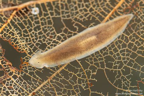  Neobdellus!  An Intriguing Freshwater Flatworm That Excels at Regeneration and Thrives in Hidden Aquatic Ecosystems