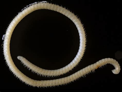  Queensland Millipede: An Exceedingly Long Leggy Wonder That Crawls Through Dark Places Like a Shadowy Noodle!