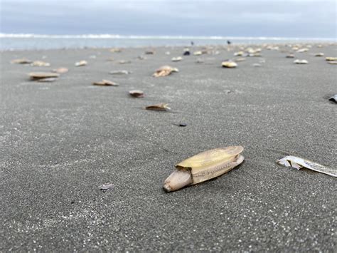  หอยเรียว (Razor Clam)!  This fascinating bivalve dwells on sandy shores, expertly camouflaging itself and utilizing its powerful muscles for survival.