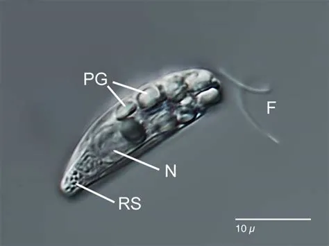  Rhabdomonas: A Microscopic Marvel That Swims Like a Tiny Ballerina!