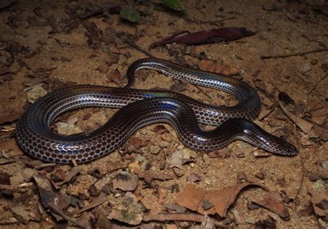  Xenopeltis! A Snake So Unique It Makes Other Reptiles Jealous