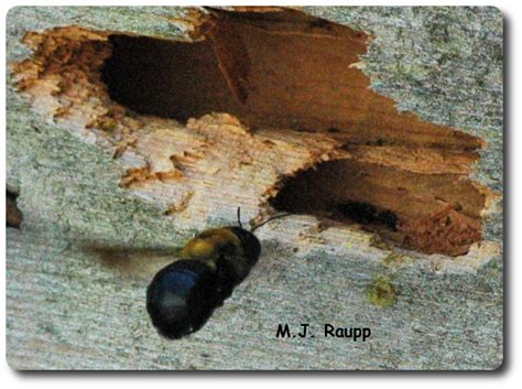  Xylocopa! Learn about the Remarkable Wood-Boring Bee and Its Intricate Lifestyle