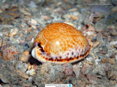  Yellow Cowrie: An Exquisite Spiral Seashell With an Appetite for Algae and a Slow-Motion Dance Across the Reef!