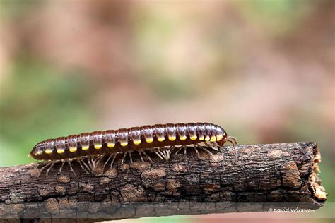  Yellow-spotted Millipede: A Miniature Marvel That Roams Beneath Our Feet!