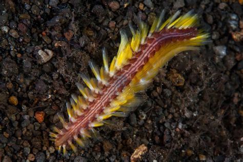  Yellowmouth Bristleworm: A Deep-Sea Dweller Known for its Remarkable Bioluminescence and Fierce Predatory Nature!